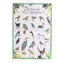 Coffret découverte oiseaux - Le jardin du moulin