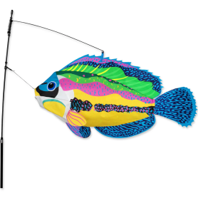 Swimming fish - peacock wrasse