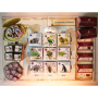 Sur les Traces de Darwin – Jeu de stratégie familial