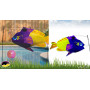 Swimming Fish Poisson Perciformes Déco de jardin